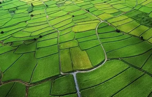 習(xí)近平引領(lǐng)“三農(nóng)”高質(zhì)量發(fā)展(圖2) 習(xí)近平引領(lǐng)“三農(nóng)”高質(zhì)量發(fā)展(圖2)