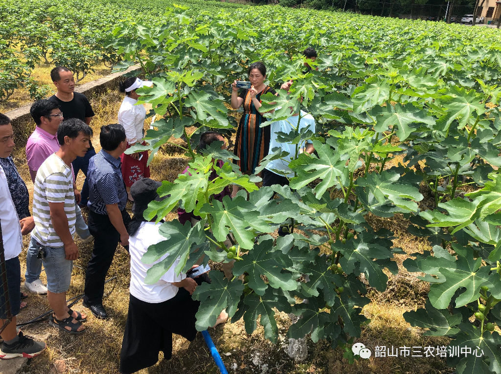 培育新型職業(yè)農(nóng)民 助推鄉(xiāng)村振興——寧鄉(xiāng)市農(nóng)廣校在我中心開展新型職業(yè)農(nóng)民培育水果專題班(圖18) 培育新型職業(yè)農(nóng)民 助推鄉(xiāng)村振興——寧鄉(xiāng)市農(nóng)廣校在我中心開展新型職業(yè)農(nóng)民培育水果專題班(圖18)